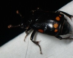 Nicrophorus pustulatus