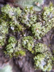 Fossombronia longiseta