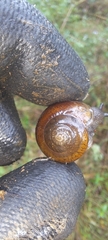 Sauroconcha corneovirens