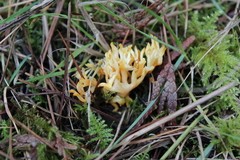 Clavulinopsis corniculata