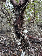 Arctostaphylos tomentosa hebeclada