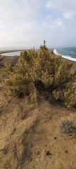 Atriplex lampa