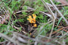 Clavulinopsis corniculata