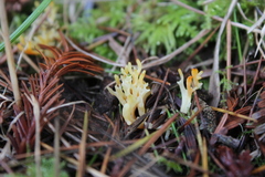Clavulinopsis corniculata