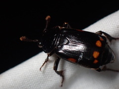 Nicrophorus pustulatus