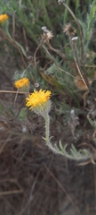 Hysterionica jasionoides