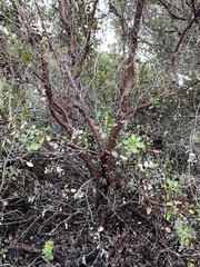 Arctostaphylos tomentosa hebeclada