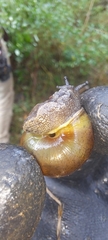 Sauroconcha corneovirens