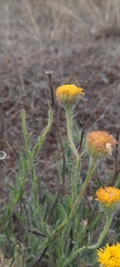 Hysterionica jasionoides