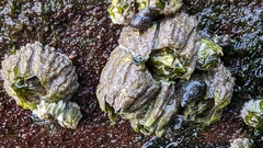 Semibalanus cariosus