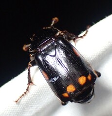 Nicrophorus pustulatus