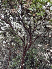 Arctostaphylos tomentosa hebeclada