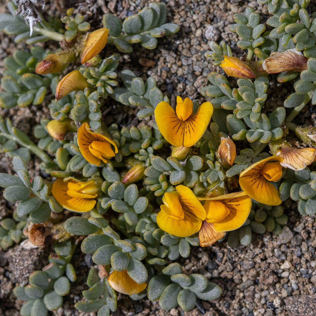 Dalbergieae