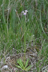 Primula incana