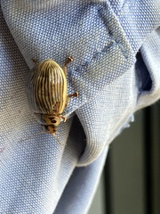 Paropsisterna intacta