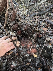 Arctostaphylos tomentosa hebeclada