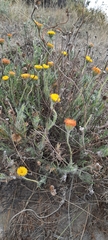 Hysterionica jasionoides