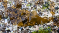 Saccharina latissima