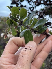 Arctostaphylos tomentosa hebeclada