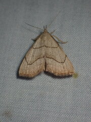 Macrochilo litophora