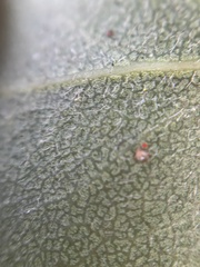 Arctostaphylos tomentosa hebeclada