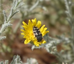 Acmaeodera mixta