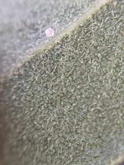 Arctostaphylos tomentosa hebeclada