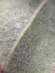 Arctostaphylos tomentosa hebeclada