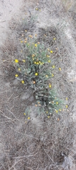 Hysterionica jasionoides