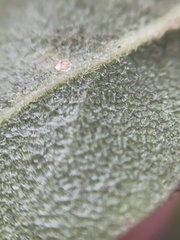 Arctostaphylos tomentosa hebeclada