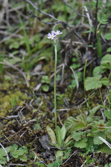 Primula incana