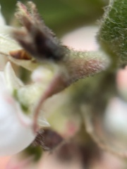 Arctostaphylos tomentosa hebeclada