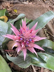 Aechmea fasciata