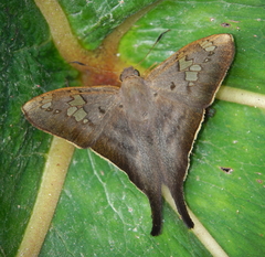 Ectomis hirtius