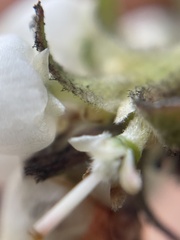 Arctostaphylos tomentosa hebeclada