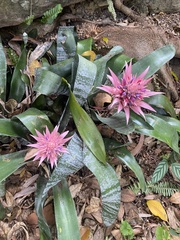 Aechmea fasciata