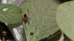 Homoeoxipha lycoides