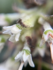 Arctostaphylos tomentosa hebeclada