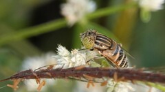 Eristalinus megacephalus