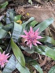 Aechmea fasciata