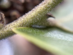 Arctostaphylos tomentosa hebeclada