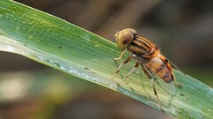 Eristalinus arvorum