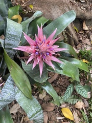 Aechmea fasciata