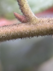 Arctostaphylos tomentosa hebeclada