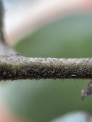 Arctostaphylos tomentosa hebeclada