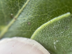 Arctostaphylos tomentosa hebeclada