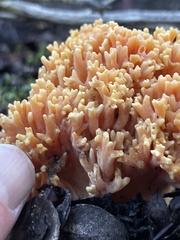 Ramaria flavigelatinosa