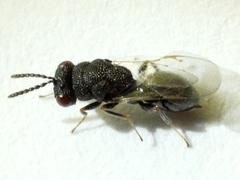 Eurytomidae
