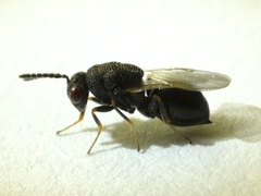 Eurytomidae