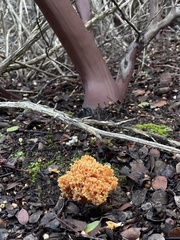 Ramaria flavigelatinosa